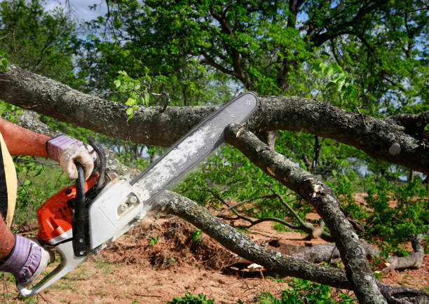 Reliable Port Oconnor, TX Tree Removal Solutions